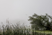 10th Sep 2020 - Heron in the Fog