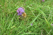 10th Sep 2020 - would-bee-good