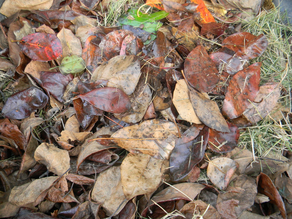 Pile of Leaves by sfeldphotos
