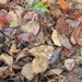Pile of Leaves by sfeldphotos