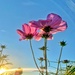 Flowers in the sunset.  by cocobella
