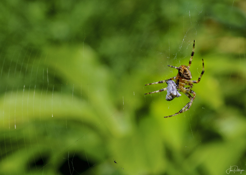 Spider with Dinner In the Bag by jgpittenger