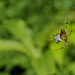 Spider with Dinner In the Bag by jgpittenger