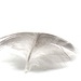 Feathers, Lightness In a Solid Form by grammyn