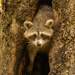 Rocky Raccoon Appeared for Just a Minute! by rickster549
