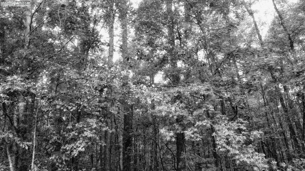 Woods... by marlboromaam