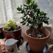 Indoor Plants  by mozette