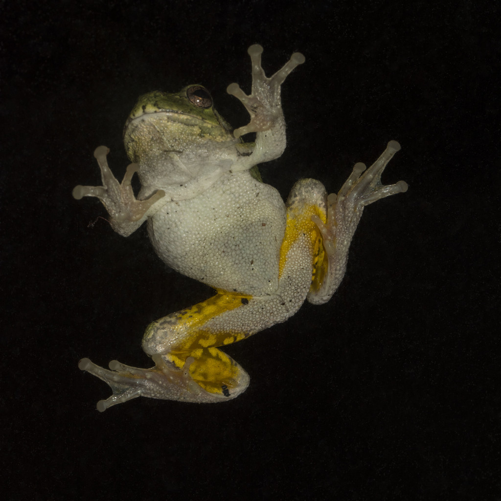 Froggy Bottom  by dakotakid35
