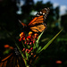 Monarch on milkweed by eudora