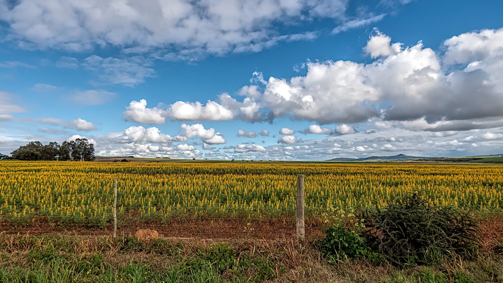 A field of Lupins by ludwigsdiana