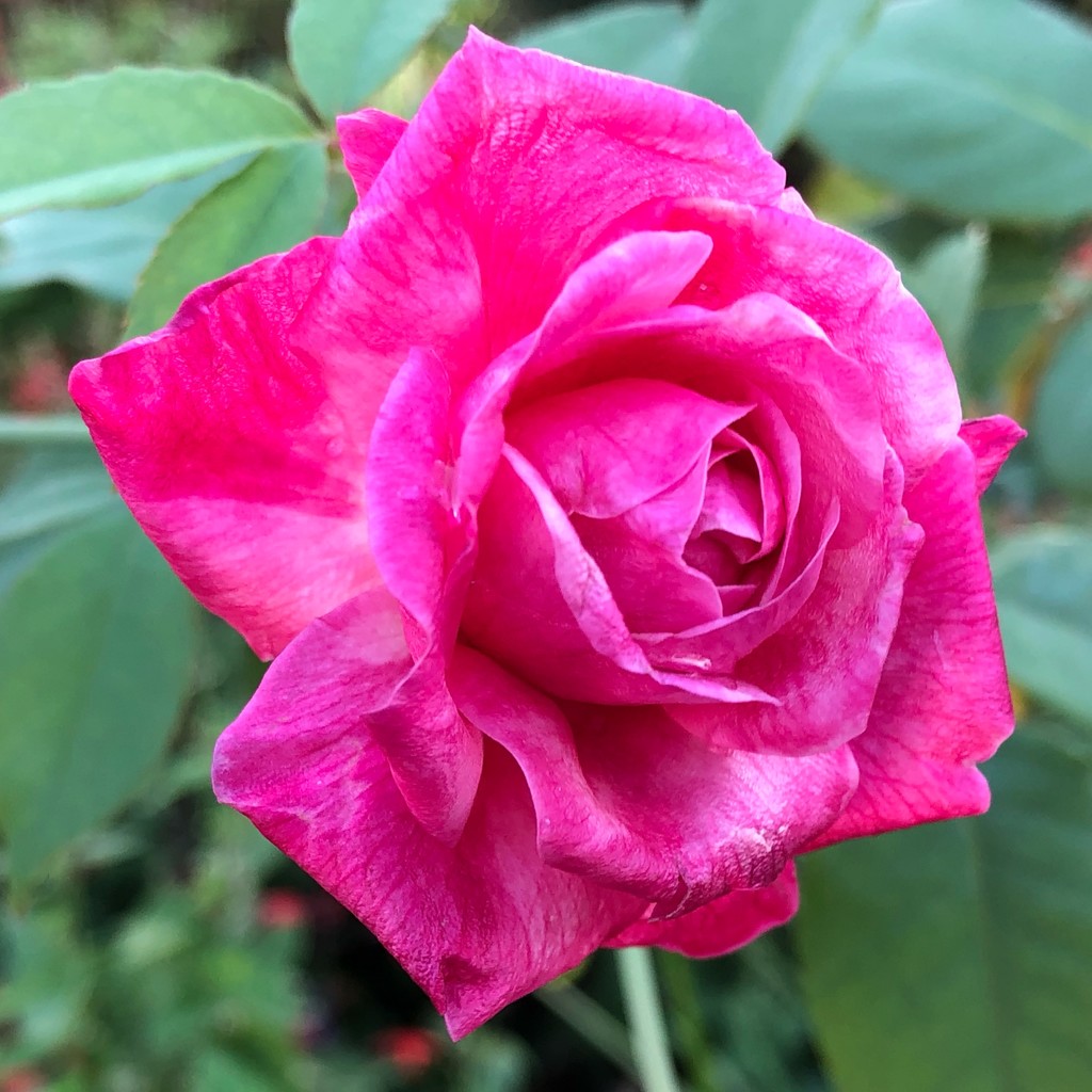 Rose, Hampton Park Garden by congaree