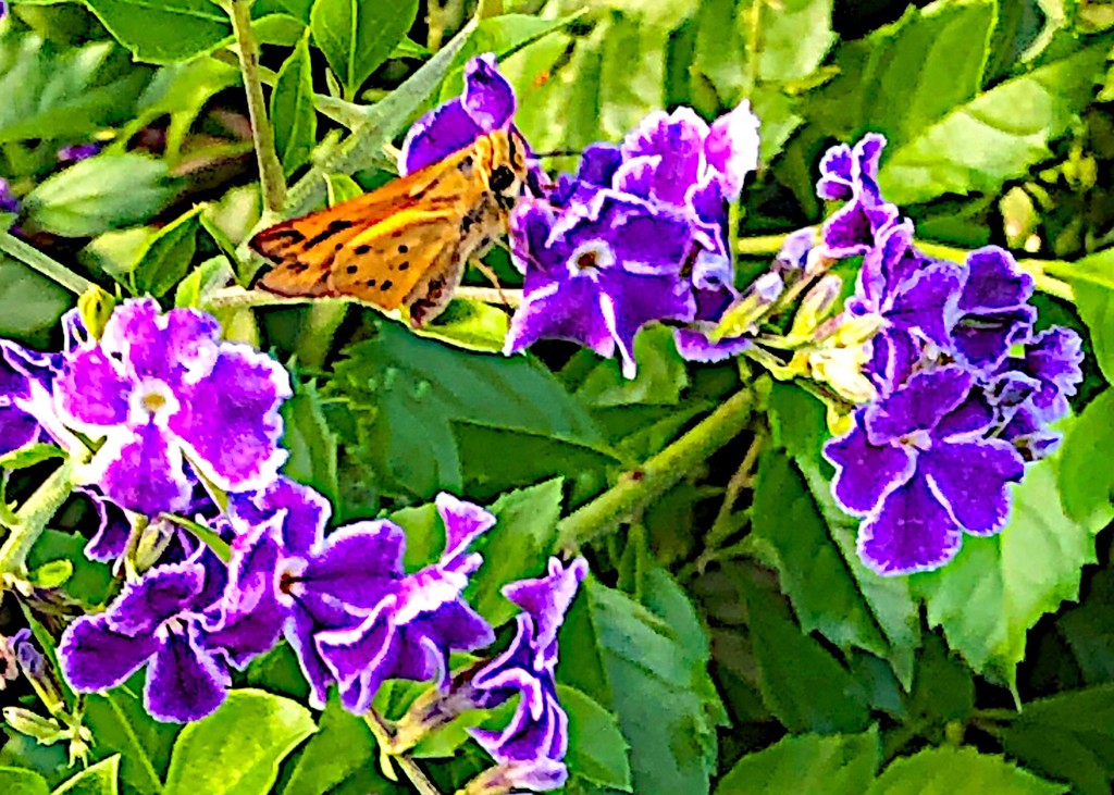 First butterfly of the Late summer season by congaree