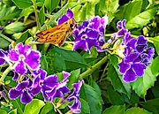 11th Sep 2020 - First butterfly of the Late summer season