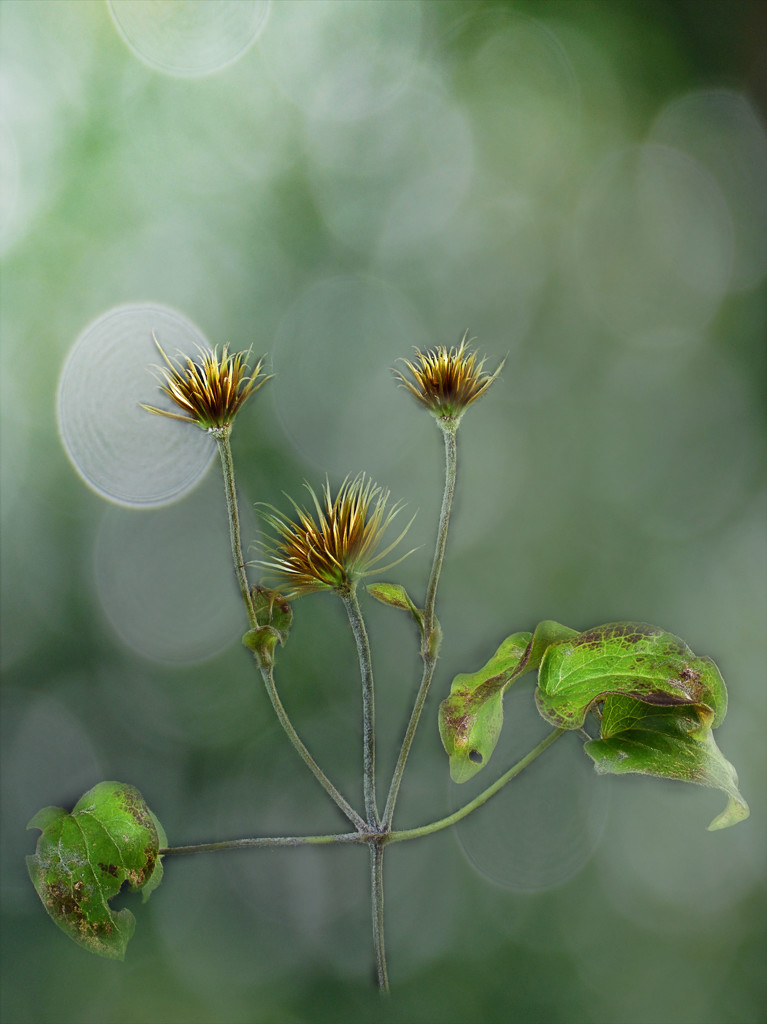 Clematis seed heads by jon_lip