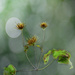 Clematis seed heads by jon_lip