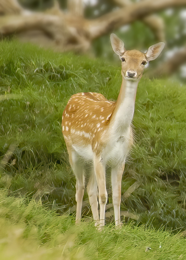 Inquisitive Deer by shepherdmanswife