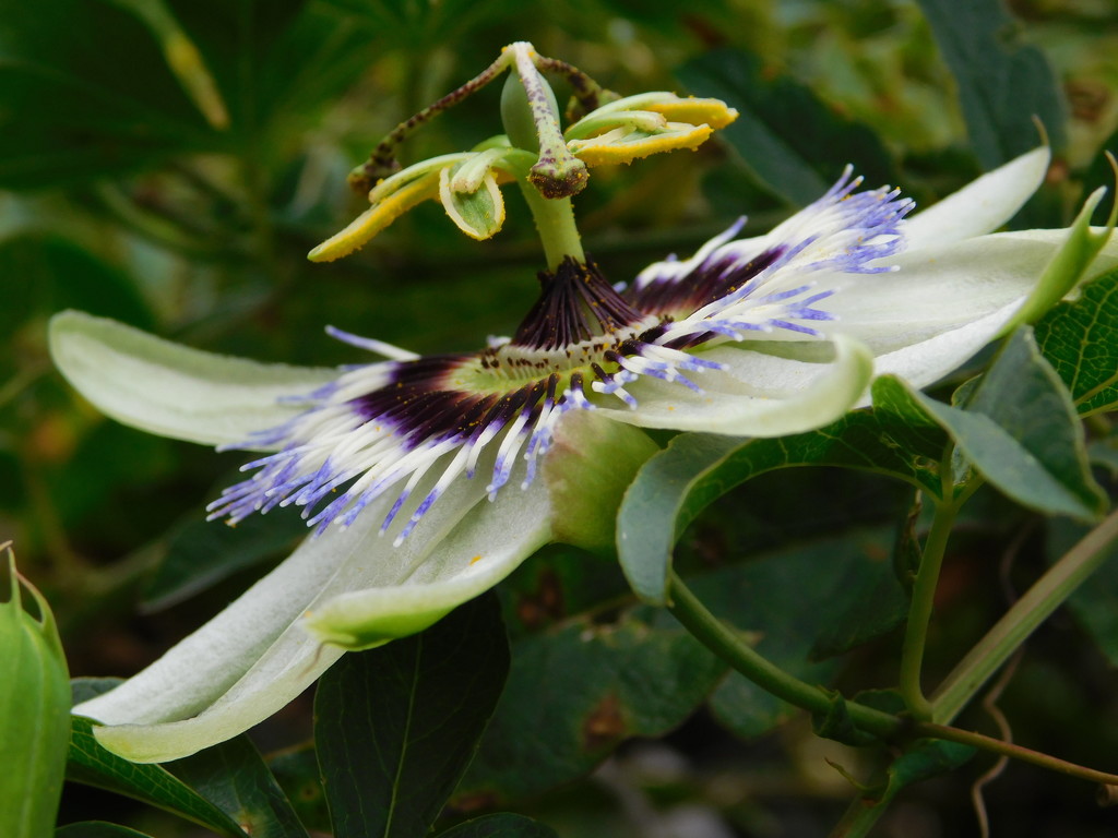 Passion Flower by 365anne