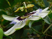 11th Sep 2020 - Passion Flower