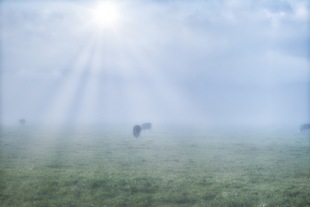 foggy morning by suez1e