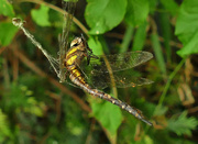 11th Sep 2020 - Dragonfly in web