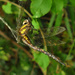Dragonfly in web by marijbar