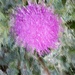 Pretty Pink Thistle  by flygirl