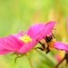 Bee.........(Common carder bumblebee)........ by ziggy77