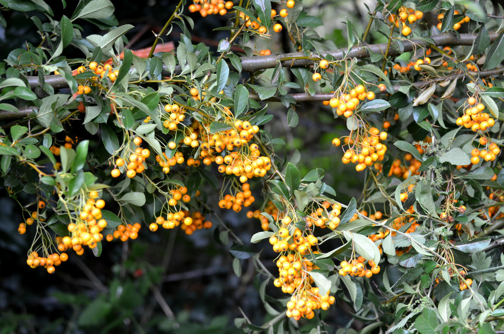 Yellow Pyracantha Berries by arkensiel