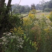 11th Sep 2020 - Wildflowers along the road