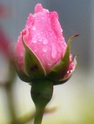 11th Sep 2020 - Rose Bud in the Rain