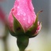 Rose Bud in the Rain by fishers