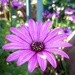 Purple daisy  by salza