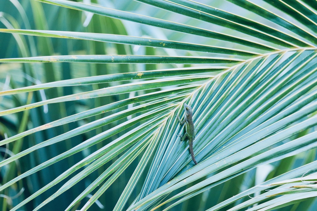 Leaves and a lizard by lisasavill