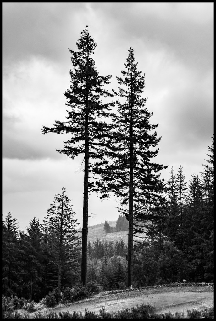 Tall trees by inthecloud5