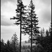 Tall trees by inthecloud5