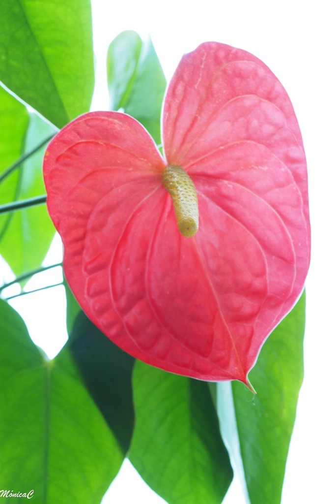 Red anthurium by monicac