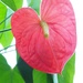 Red anthurium by monicac