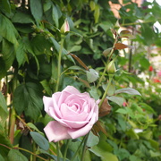 11th Sep 2020 - Creamy mauve rose