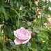 Creamy mauve rose by monikozi