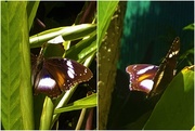 12th Sep 2020 - Butterfly ~  