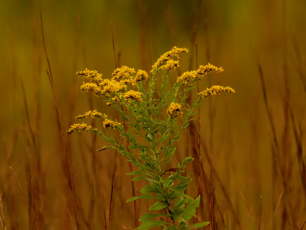 Canada goldenrod by rminer