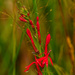 cardinal flower by rminer