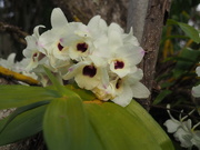 10th Sep 2020 - nifty Orchid