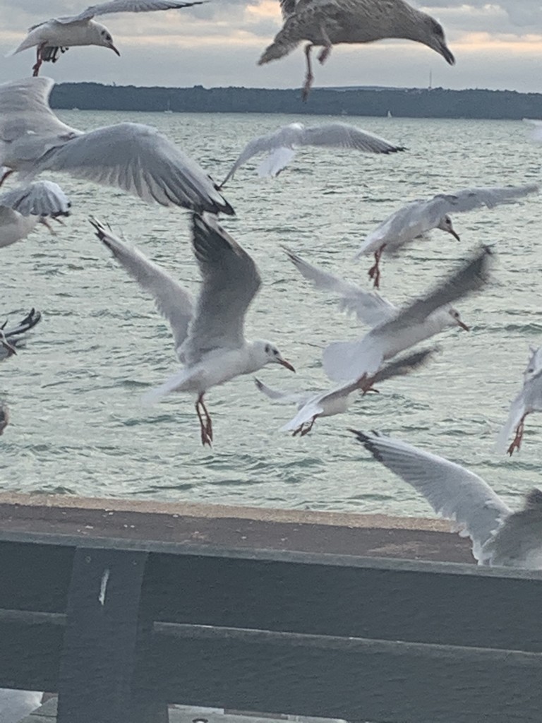 Seagulls looking for food by bill_gk