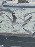 11th Sep 2020 - Seagulls looking for food