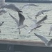 Seagulls looking for food by bill_gk