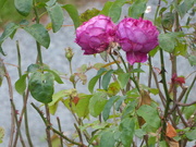 11th Sep 2020 - Autumn roses