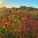 Red pompons field.  by cocobella