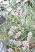 22nd Aug 2020 - Lavender barnacles?