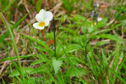 11th Sep 2020 - Field pansy Viola arvensis